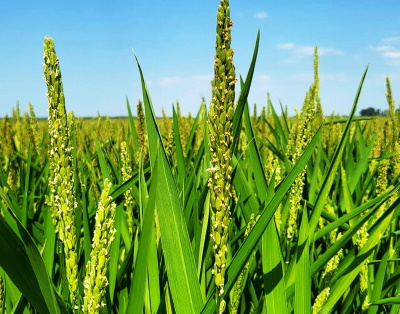 На Кубани оценили состояние посевов риса.