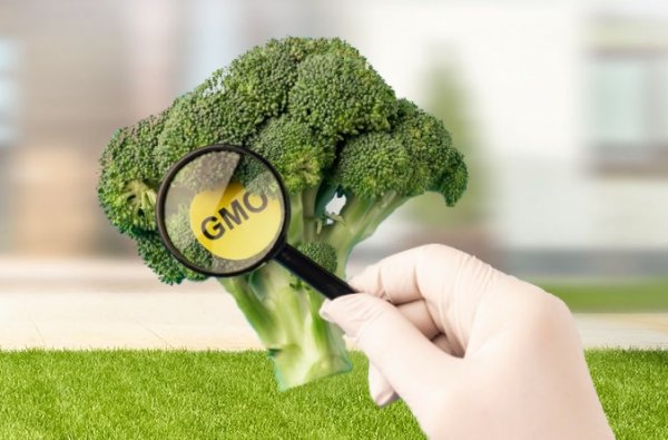 Выявление и идентификация ГМО в семенах семенах, зерне и продуктах его переработки