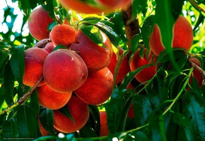 Рекомендации Кубанским дачникам по защите персика после цветения.