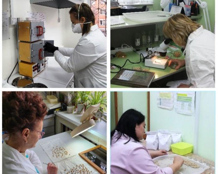 Лабораториями филиала на посевные качества сертифицировано более 1500 партий семян