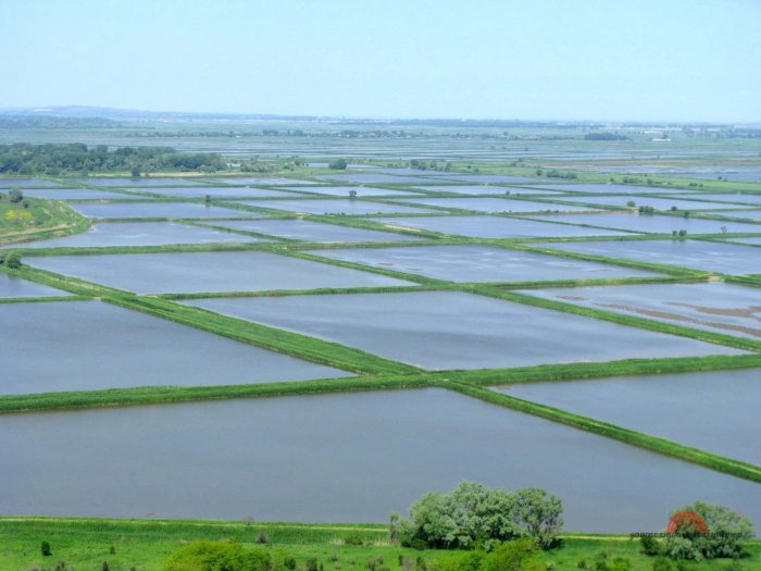 Рисосеющим хозяйствам края поставлены задачи по севу риса в условиях текущего года.