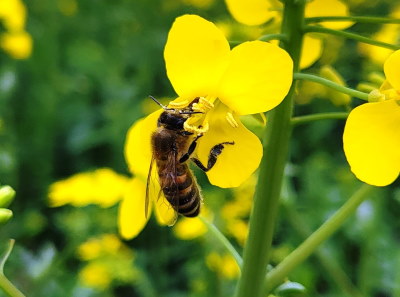 Информационный листок № 13 от 21.04.2023 г. Защита пчёл от негативного воздействия пестицидов