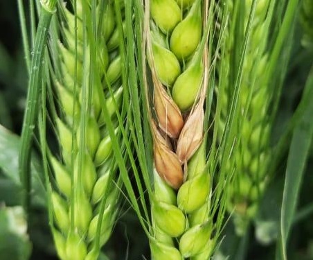 Информационный листок №4 от 09.07.2021 Фитоэкспертиза семян – залог здоровых всходов 