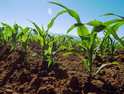 Сигнализационное сообщение № 27 от 17.05.2023 г. Обработка кукурузы гербицидами