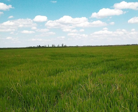 Фитосанитарный мониторинг посевов риса