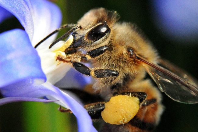 Информационный листок № 9 от 29.04.2022 г. Защита пчёл от негативного воздействия пестицидов