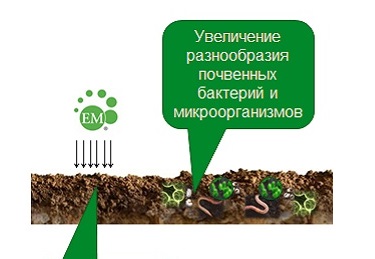 Краснодарский филиал рекомендует аграриям применение ЭМ-технологий (Восток ЭМ-1)