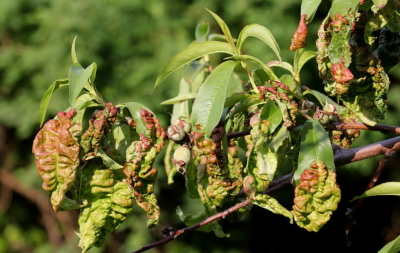 Рекомендации по защитным мероприятиям против курчавости листьев персика в ранневесенний период
