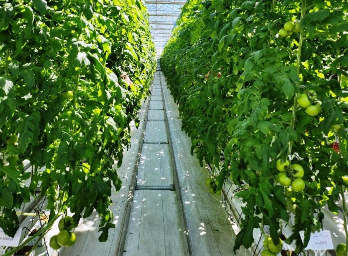 В Крымском районе проведена апробация семеноводческих посевов томатов.