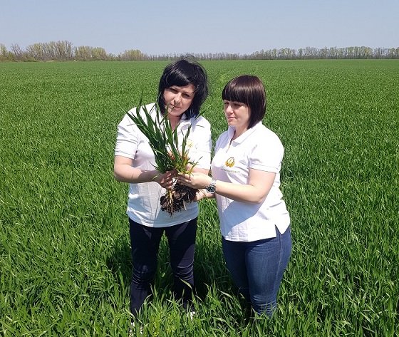 Информация о фитосанитарном состоянии сельскохозяйственных культур в Краснодарском крае на 26 апреля 2019 года