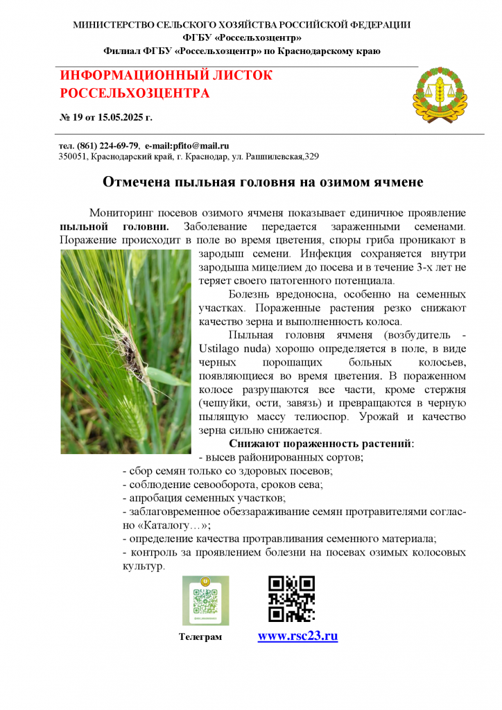 ИНФОРМАЦИОННЫЙ ЛИСТОК № 19 Пыльная головня.png