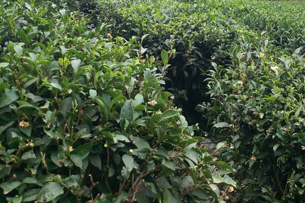 2.gif