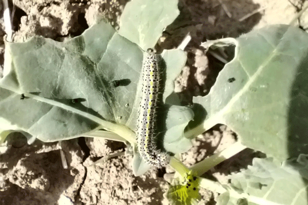 6.gif