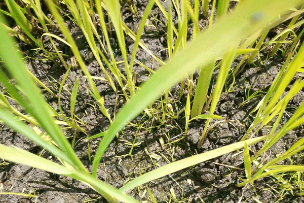 3.gif