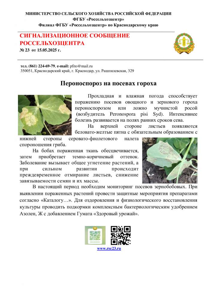 №23.-Сигнал-о-пероноспорозе-на-горохе.png