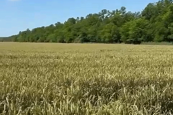 3.gif 3.gif