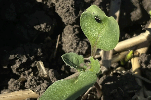 4.gif
