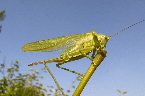 2.gif
